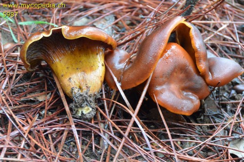 Omphalotus olearius - 