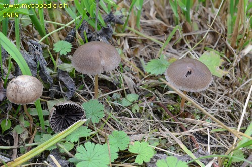 Panaeolus fimicola - 