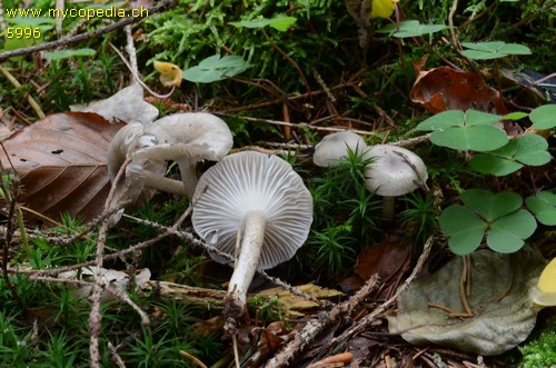 Hygrophorus pustulatus - 