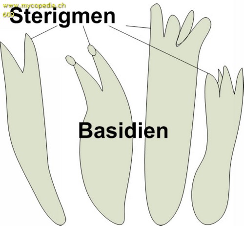 Sterigma - Grafik - 