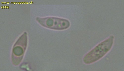 Roridomyces roridus - 