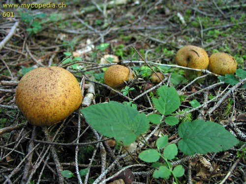 Cortinarius saginus - 