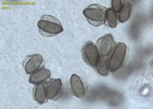 Coprinopsis cinereofloccosa - Sporen - 