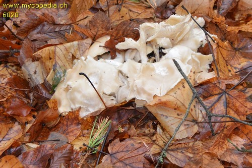 Clitocybe metachroa - 