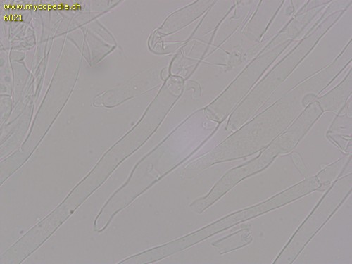 Clitocybe metachroa - 