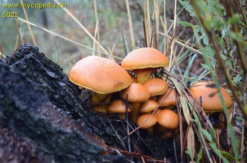 Gymnopilus junonius - 