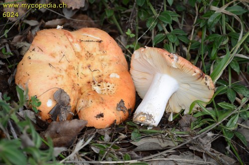 Russula maculata - 