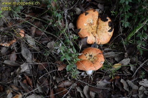 Russula maculata - 