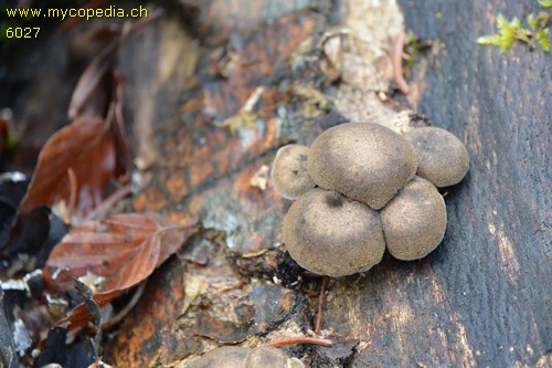 Polyporus brumalis - 