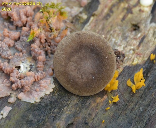 Polyporus brumalis - 