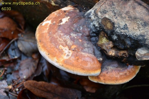 Fomitopsis pinicola - 