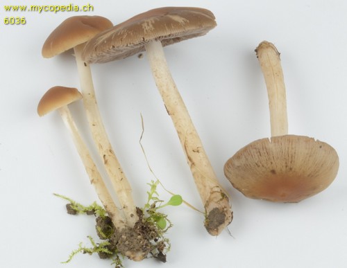 Psathyrella spadiceogrisea - 