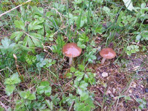 Psathyrella spadiceogrisea - 