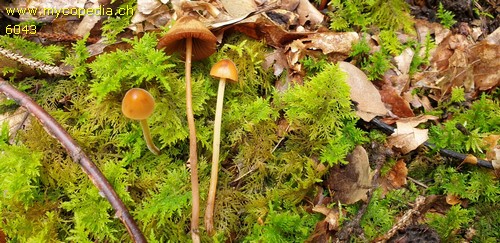 Conocybe digitalina - 