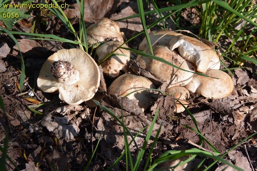 Calocybe gambosa - 