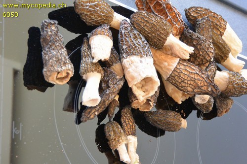 Morchella elata - 