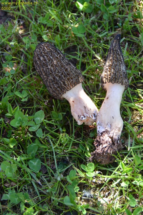 Morchella elata - 