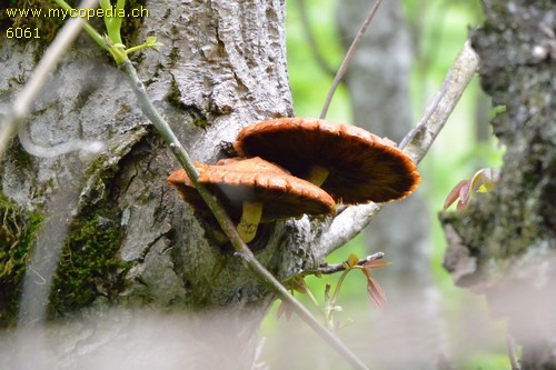 Pholiota adiposa - 