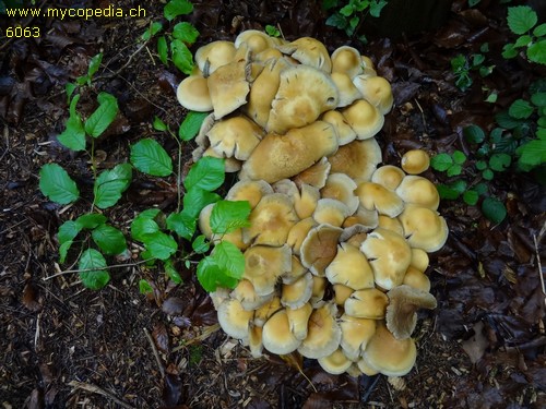 Agrocybe praecox - 