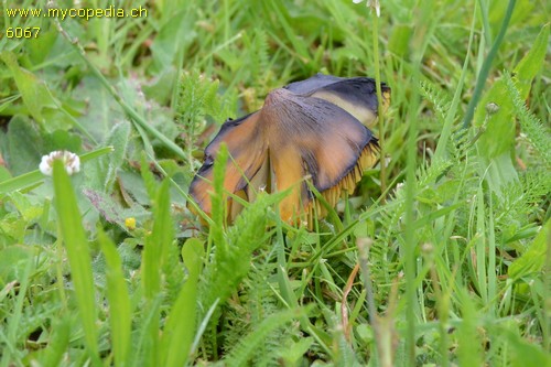 Hygrocybe conica - 