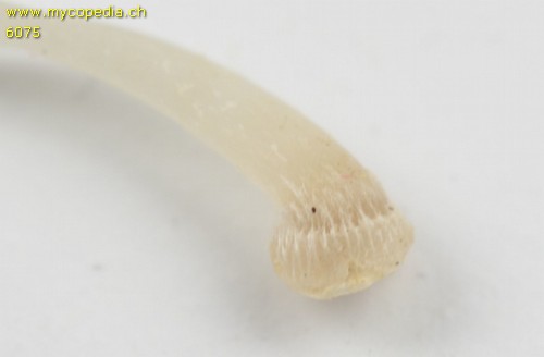 Mycena stylobates - 