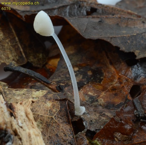 Mycena stylobates - 