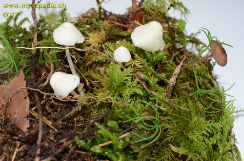 Hemimycena cucullata - 