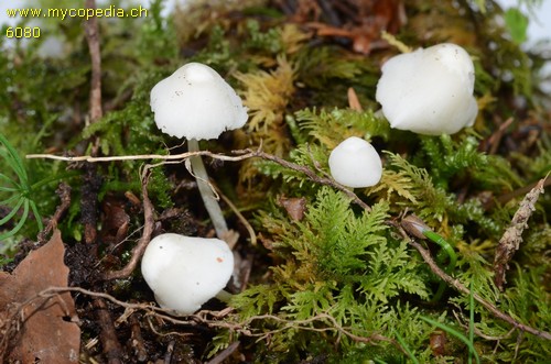 Hemimycena cucullata - 