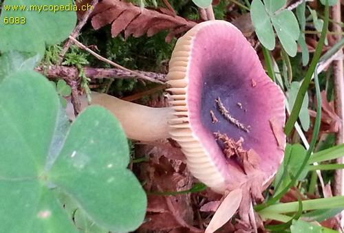 Russula puellaris - 