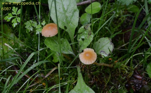 Galerina clavata - 