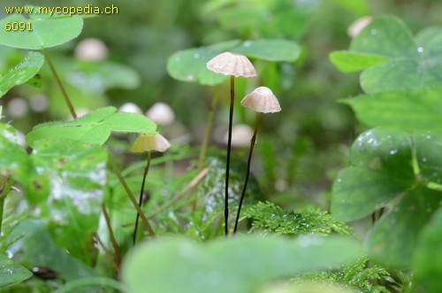 Marasmius wettsteinii - 