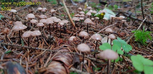 Marasmius wettsteinii - 