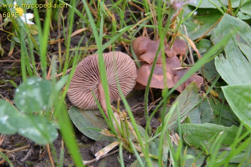 Gymnopus impudicus - 