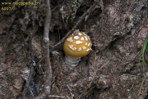 Amanita gemmata - 