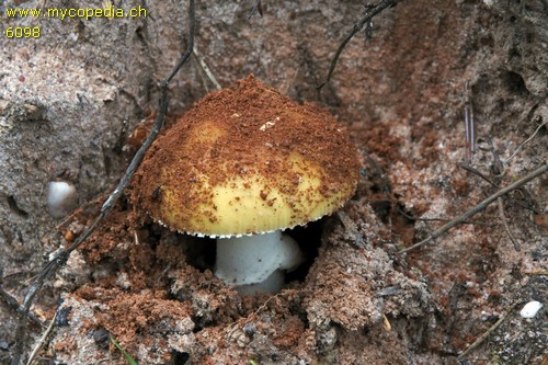 Amanita gemmata - 