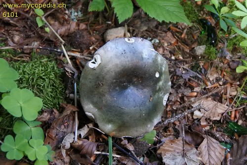 Russula cyanoxantha var. cyanoxantha - 