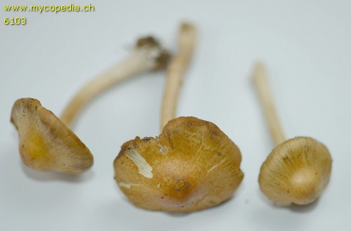 Inocybe mixtilis - 