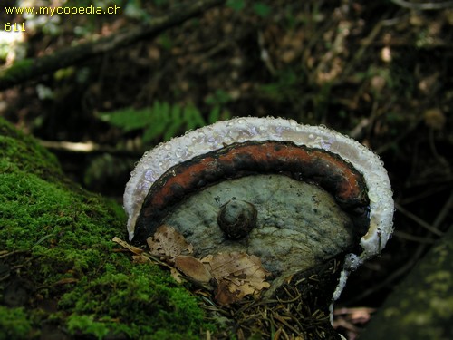 Fomitopsis pinicola - 