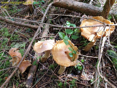 Cortinarius caperatus - 