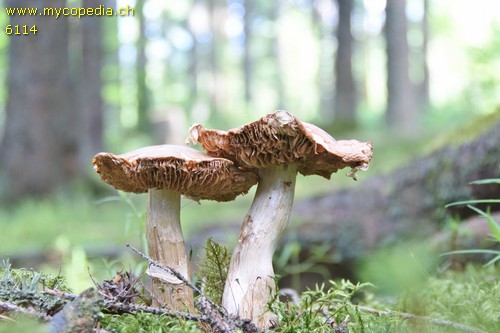 Cortinarius caperatus - 