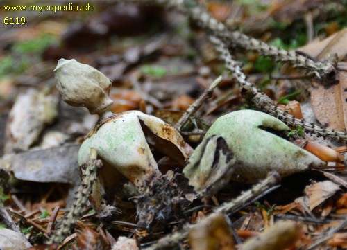 Geastrum quadrifidum - 