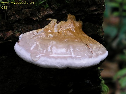 Fomitopsis pinicola - 