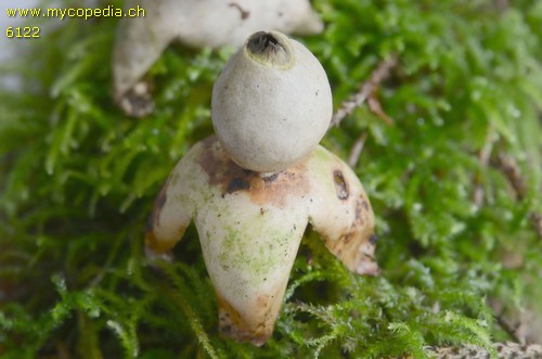 Geastrum quadrifidum - 