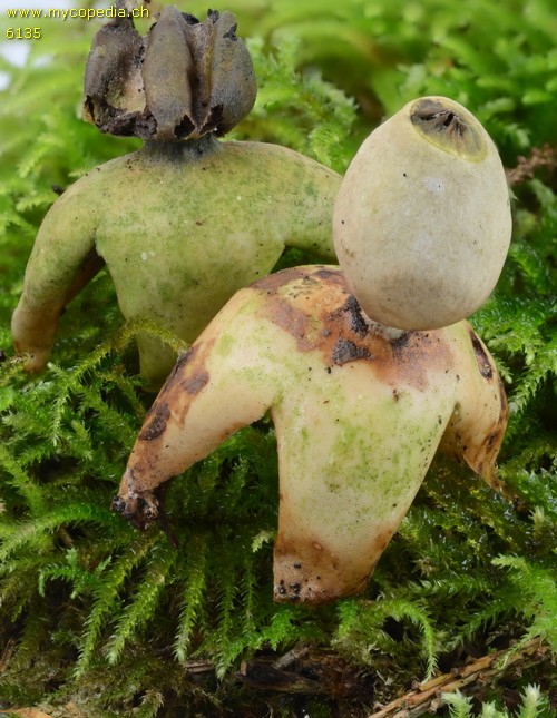 Geastrum quadrifidum - 