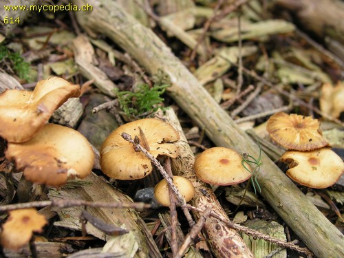 Galerina marginata - 