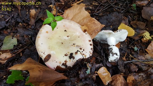 Russula exalbicans - 