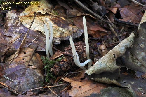 Clavaria acuta - 