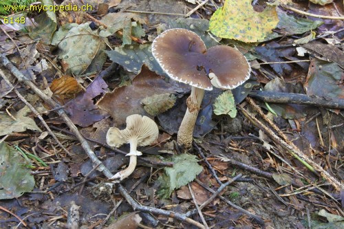 Cyclocybe erebia - 