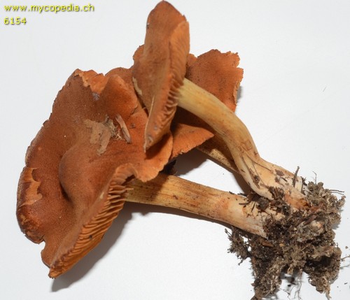 Cortinarius rubellus - 