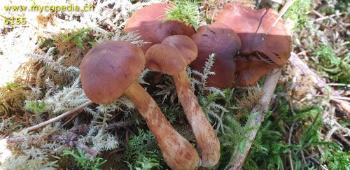 Cortinarius rubellus - 